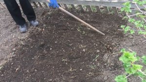 Правильная посадка лука-батуна весной! Посадка лука батуна весной!