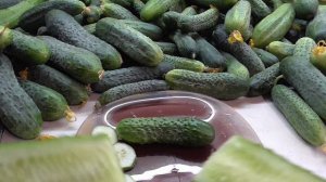 Огурец Директор. Дегустация. Ольга Чернова.