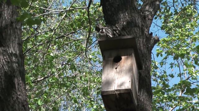 Футаж Первомайский сквер Новосибирск 000975 смотреть онлайн