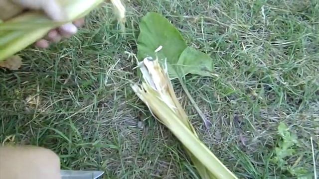 Дубовый бушкрафт 4-Уха с корнями рогоза и лопуха. смотреть онлайн