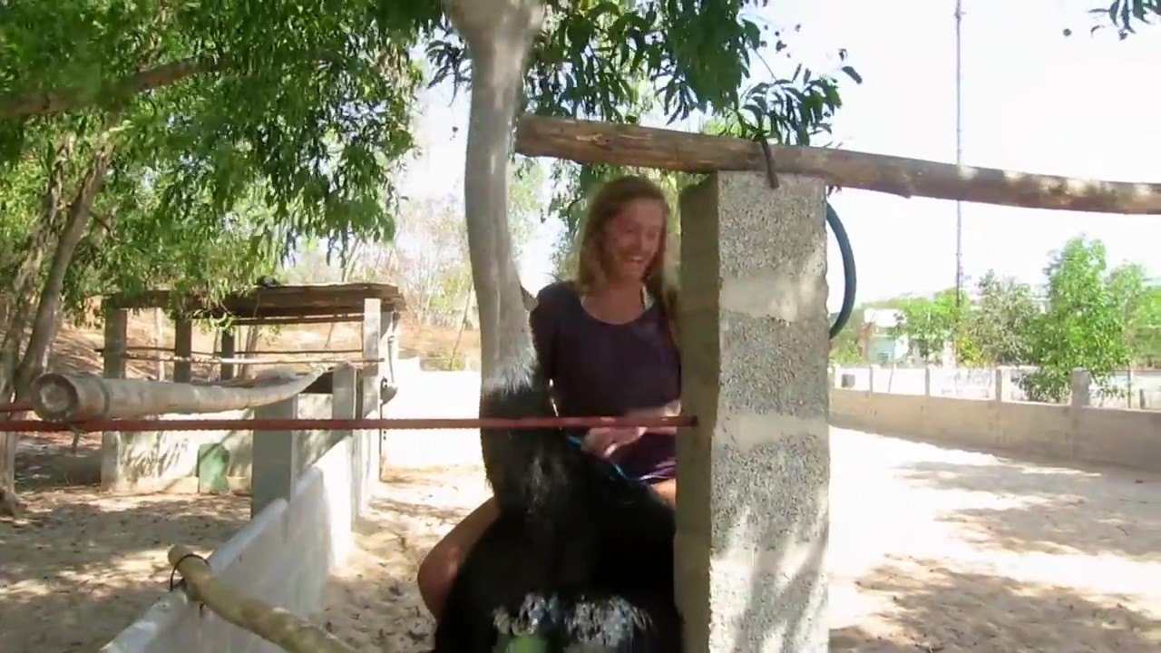 Ostrich Riding In Vietnam