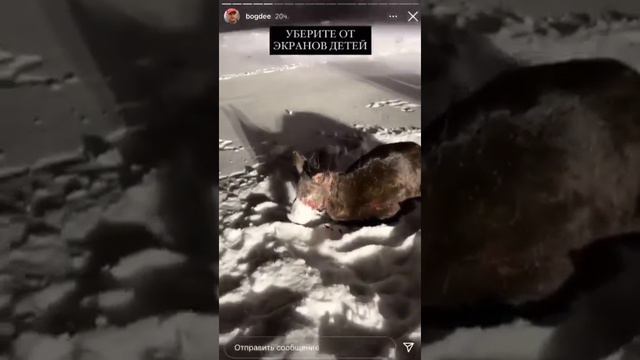 Шок !!!!! Это полный ****** !!!!!! Соболь напал на оленя!!!!! (дикая природа,выживание) смотреть онлайн