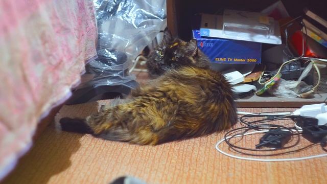 Кошка Соня лежит в комнате снято объективом Гелиос 44 М7 на фотоаппарат Sony Alpha A6000 смотреть онлайн