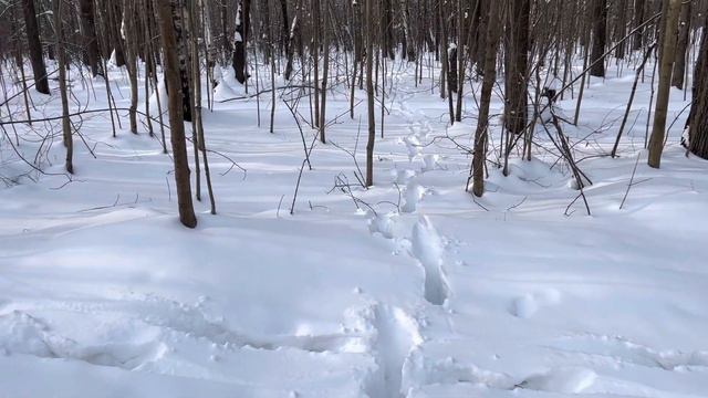 Зимний лес, чьи следы на снегу, КАБАНА или ЛОСЯ? Гуляем с собакой. смотреть онлайн