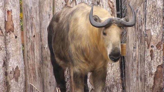 On Location: The Sichuan Takin смотреть онлайн