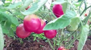 ПАВЛОВСКАЯ РОЗА самый вкусный сорт томатов для ленинградской области.