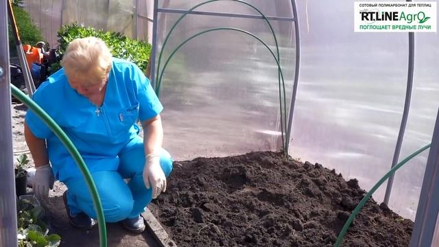 Зеленый конвейер осенью. Подготовка почвы в теплице после огурцов. смотреть онлайн