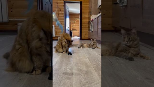 #котята #любимые #мейнкун #мимимишки #питомник #кошка #кот #животные #мимимишки #игры смотреть онлайн