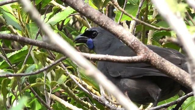 Kokako - The Story Of Tamanui