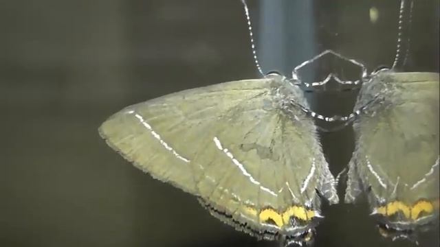 ИНСЕКТАРИЙ: 119. Хвостатка Вязовая (Satyrium w-album) смотреть онлайн