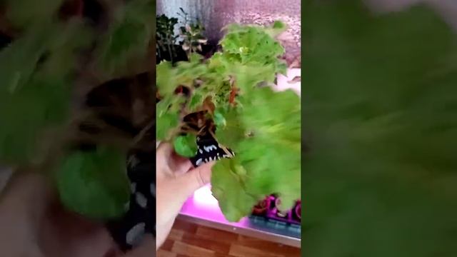 Бегонии декоративно-лиственные. Обо всём понемногу. смотреть онлайн