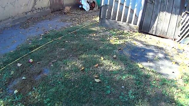 Замена цепи ИЖ смотреть онлайн