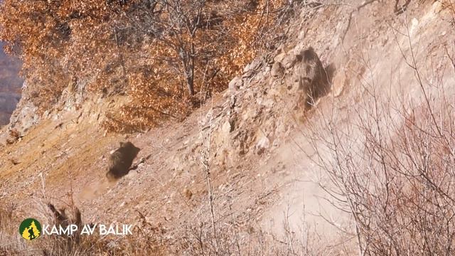 20 saniyede sürü bitti! Muhteşem yaban domuzu avı. Best wild boar hunting, hog hunts, pig hunter, смотреть онлайн