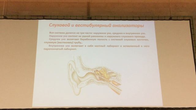 РНИМУ Лекция по анатомии 2019 Шемяков | Анатомия органов чувств смотреть онлайн