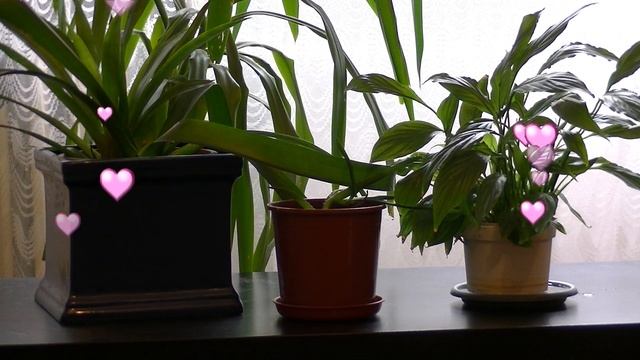 JVC GZ-RX115 video test 2 смотреть онлайн