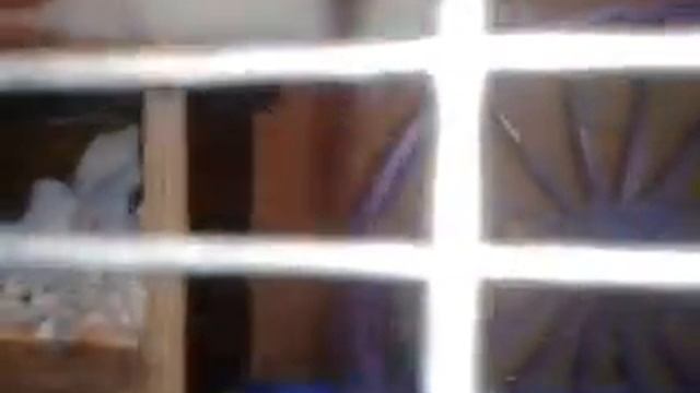 когда крыса родила . Что она делает? смотреть онлайн