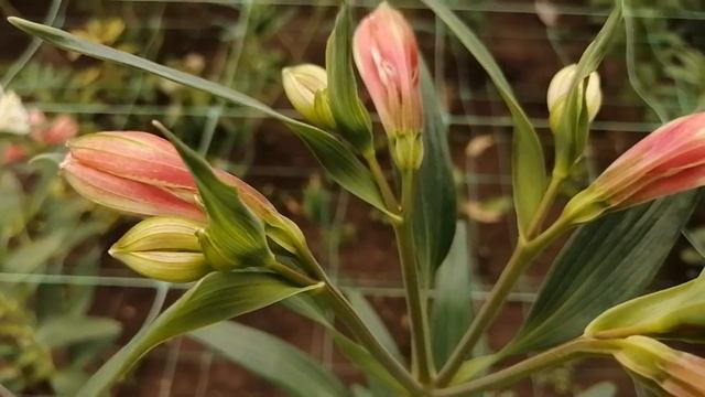 Цветочный бизнес. Альстромерия