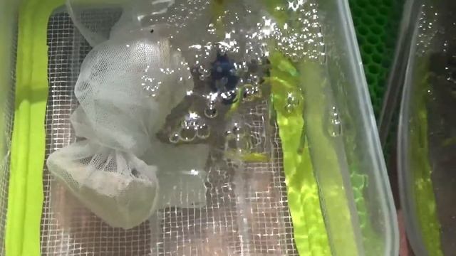 33# РАЗВОДИМ ЗЕЛЁНЫХ ДАНИО ГЛО ЕСТЬ ИКРА смотреть онлайн