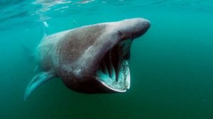 [Basking Shark] Basking shark eat || Basking shark whale shark || Basking shark attack