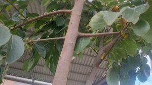 Хурма Россиянка спустя 3 года после посадки.