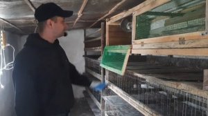 Как и чем дезинфецировать клетки и помещение для бройлеров