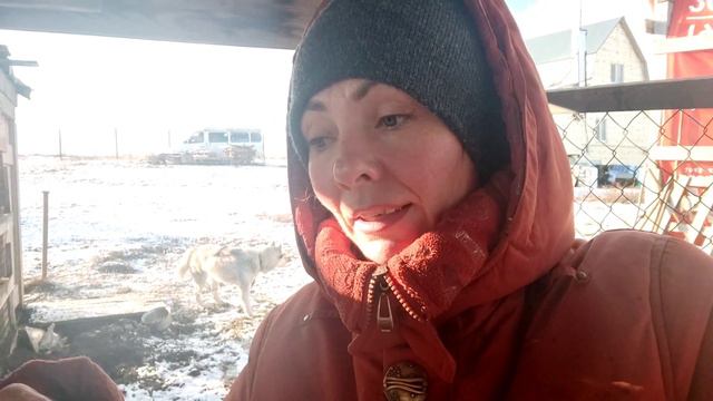 Козы опять пришли в охоту.Коза на отбраковку.И Памелка пугает. смотреть онлайн