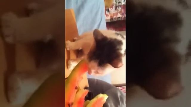 ???Котенок и арбуз ???Kitten and watermelon смотреть онлайн