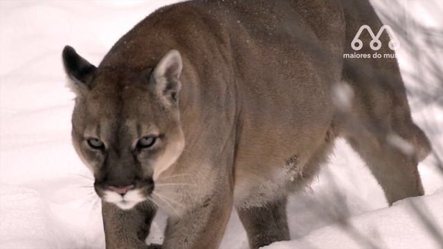 DOGO ARGENTINO vs PUMA - QUEM VENCE ESSA LUTA? Dogo argentino vs Cougar, Lion Montain, Onça parda. смотреть онлайн