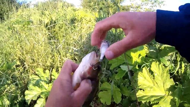 Рыбалка на озере на хищника. Поймал щуку! Клев окуня, неплохой улов. смотреть онлайн