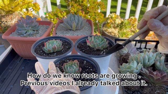 Repotting and propagating New Succulents/Trồng và Nhân Giống Sen Đá Mới смотреть онлайн