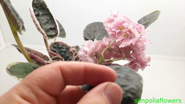 Цветущие фиалки из коллекции Голубевой Татьяны на 30.05.2022 часть 2