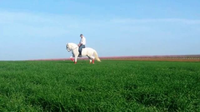 Хотите ли Вы свою испанскую лошадь? смотреть онлайн
