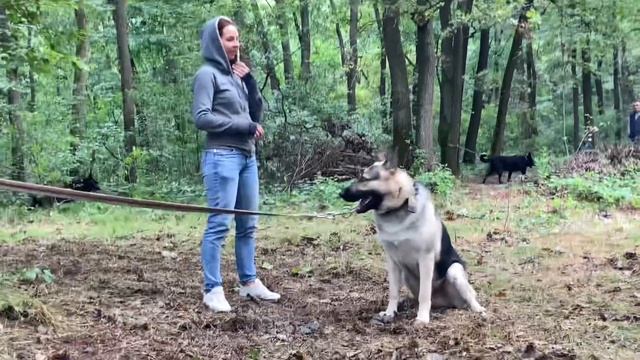 Восточно-европейская овчарка ЗКС . East European Shepherd . ВЕО работает . Защита и охрана хозяина смотреть онлайн