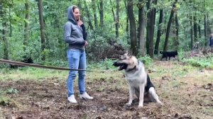 Восточно-европейская овчарка ЗКС . East European Shepherd . ВЕО работает . Защита и охрана хозяина