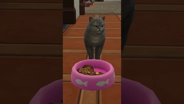 Блинов хочу, со сметаной Симс 4 #симс4 #cat #sims4 #sorts #funny #стрим #meme #династиясимс4 смотреть онлайн
