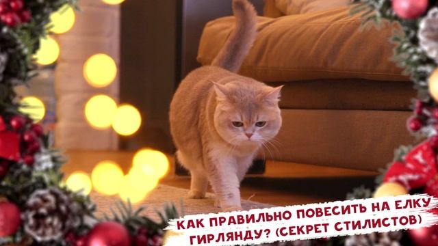 ЕЛКА НА ПОТОЛКЕ | Раскрываем главный секрет стилистов | Особые игрушки 2022 смотреть онлайн