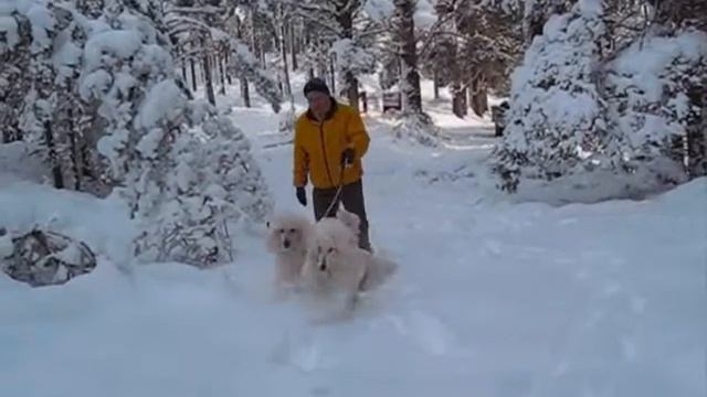 Standard poodles in the snow in Scotland смотреть онлайн