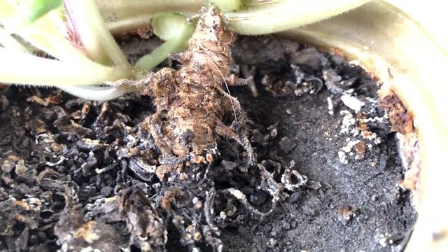 Сенполия магические свойства. Можно ли выращивать фиалки в доме? смотреть онлайн