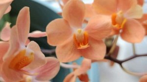 ИРЕН ДОБКИН Ascps. Irene Dobkin 'Elmhurst' РАЗГАДЫВАЕМ ЗАГАДКУ ПРОБЛЕМНОГО сорта! ПЫШНОЕ ЦВЕТЕНИЕ!