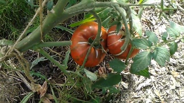 ПОЛОСАТЫЙ ШОКОЛАД смотреть онлайн