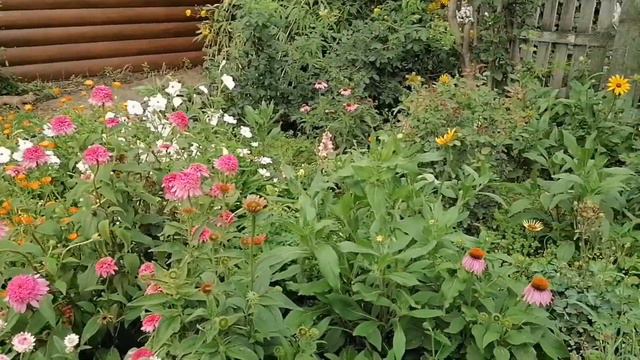 Ирина и творения. Немного цветника.