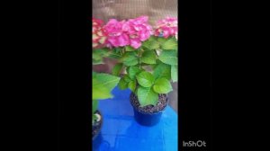 Обзор гортензии крупнолистной серии Hi