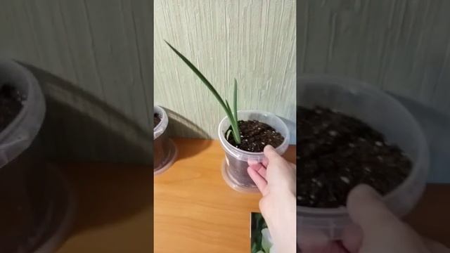 Ирис Батик и Ирис Дабл Плэй смотреть онлайн