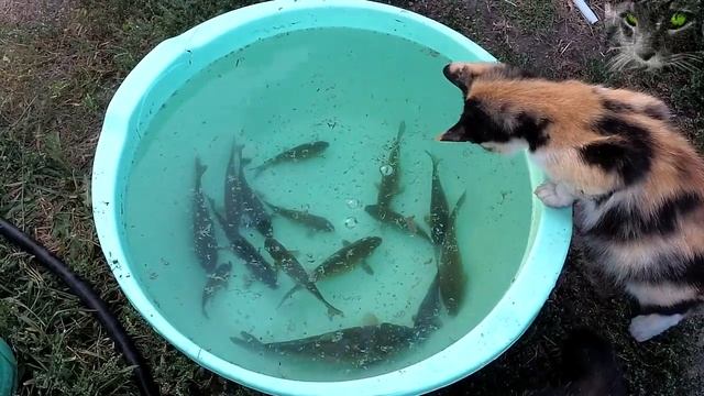 Мои удивительные кошки. Кошки и рыба. смотреть онлайн