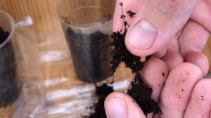 Как вырастить ГОЛУБИКУ / ОШИБКИ при выращивании голубики / Голубика ИЗ СЕМЯН