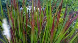 Императа цилиндрическая «Red Baron». Цветение | Imperata