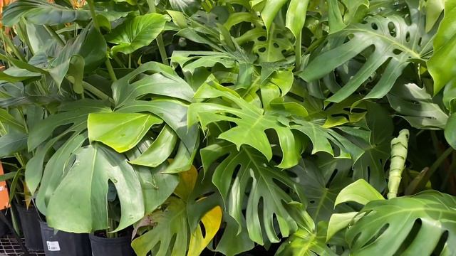 Lowes House Plant Shopping Costa Farms Galore Hard to Find Indoor Plants to Grow At Home смотреть онлайн