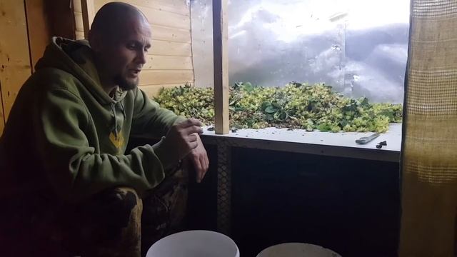Какие плоды лесной орех даёт в 2020 году. Диалоги об орешках.? смотреть онлайн