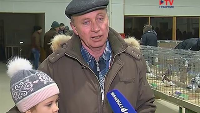 В Воронеже на международной выставке показали редкие породы голубей последние новости Воронежа и смотреть онлайн