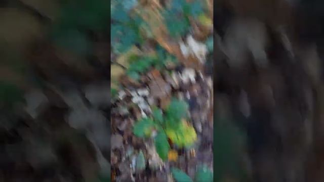 L'émotion des pieds de moutons . LOL смотреть онлайн